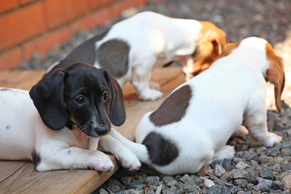 Dackelhund Frühlingsgarten — Stockfoto