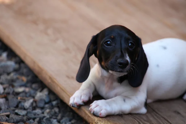 Dackelhund Frühlingsgarten — Stockfoto