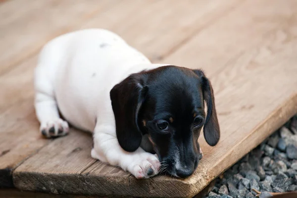 Dachshund Köpek Bahar Bahçe — Stok fotoğraf