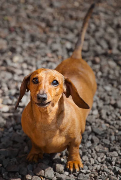 ダックスフント犬春の庭 — ストック写真