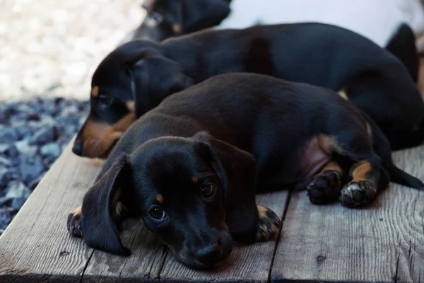 Teckel Hond Lentetuin — Stockfoto