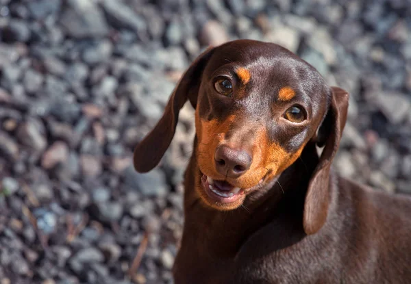 Dackelhund Frühlingsgarten — Stockfoto