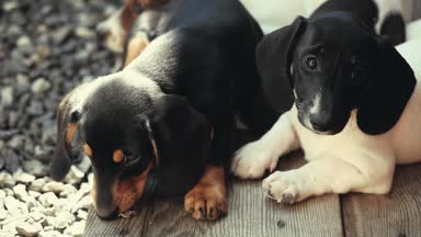 Dachshund Köpek bahar bahçe