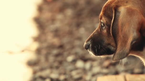 Таксономічний Собачий Весняний Сад — стокове відео