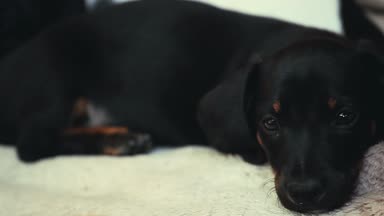 Dachshund Köpek bahar bahçe