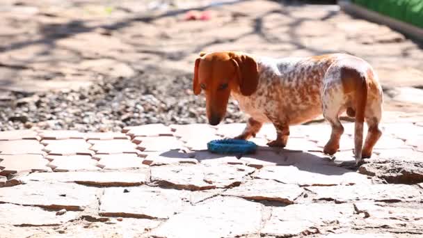 Dachshund Jardim Primavera Cão — Vídeo de Stock