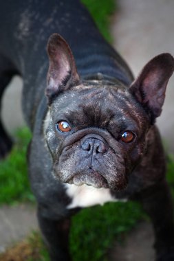 Siyah Fransız Bulldog Bahçe 