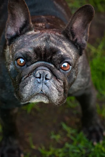 Czarny French Bulldog Ogród — Zdjęcie stockowe