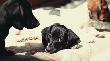 Dachshund Köpek bahar bahçe