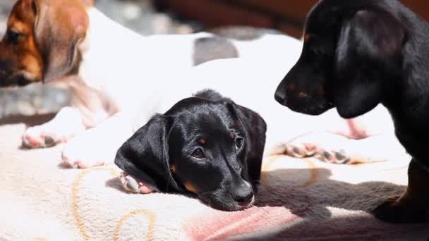 Dackelhund Frühlingsgarten — Stockvideo