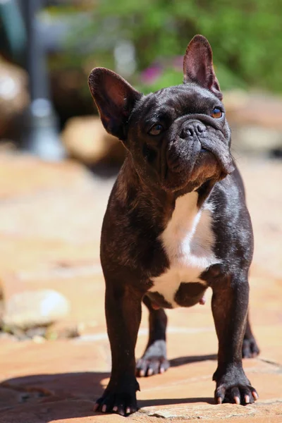 Czarny French Bulldog Ogród — Zdjęcie stockowe