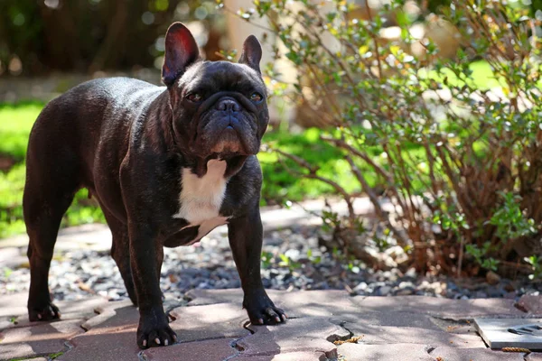 Czarny French Bulldog Ogród — Zdjęcie stockowe