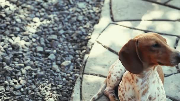 ダックスフント犬春の庭 — ストック動画