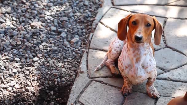 Dachshund Jardim Primavera Cão — Vídeo de Stock