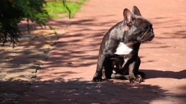 Siyah Fransız Bulldog Bahçe 