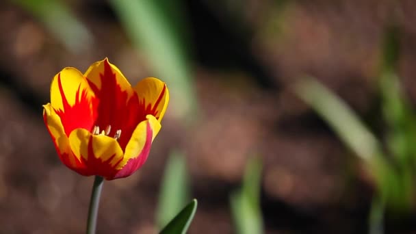 Tulipán Flor Jardín Verano — Vídeo de stock