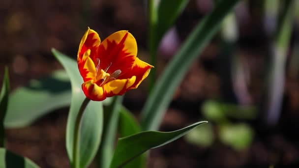 Tulip Blomma Sommarträdgård — Stockvideo