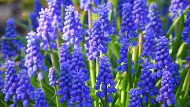Våren Blommor Trädgård Natur — Stockvideo