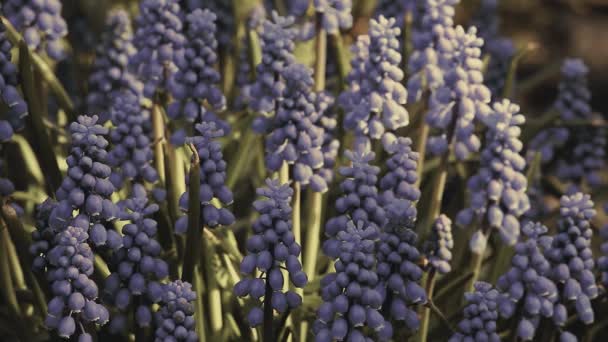Весняні Квіти Садова Природа — стокове відео