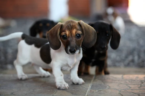 Dachshund Jardim Primavera Cão — Fotografia de Stock