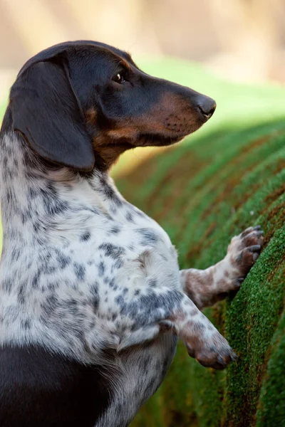 Dackelhund Frühlingsgarten — Stockfoto