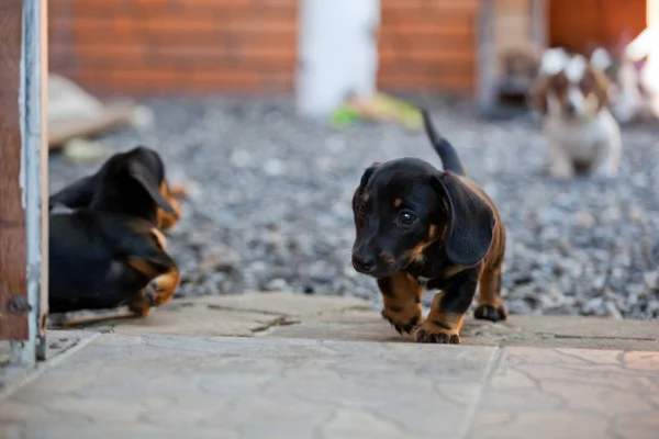 Dackelhund Frühlingsgarten — Stockfoto