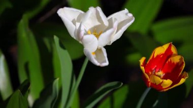 Lale çiçek Yaz Bahçesi