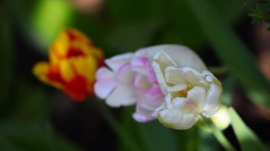 Lale çiçek Yaz Bahçesi