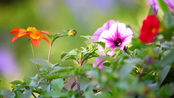 Verano Flores Jardín Naturaleza — Vídeo de stock