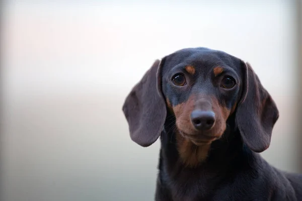 Dackel Hund Sommergarten — Stockfoto