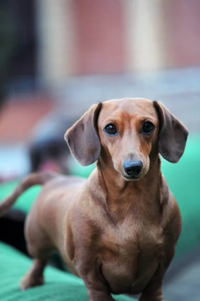 Tax Hund Sommarträdgård — Stockfoto