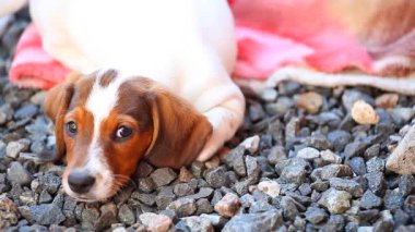 Dachshund Köpek Yaz Bahçesi