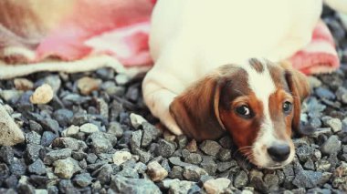 Dachshund Köpek Yaz Bahçesi