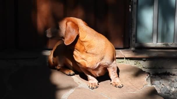 Dachshund Dog Jardín Verano — Vídeo de stock