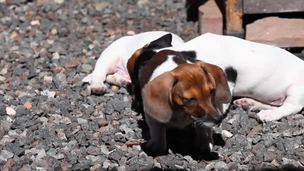 Dachshund Dog Jardim Verão — Vídeo de Stock