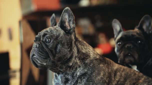Svart Fransk Bulldog Heminredning — Stockvideo