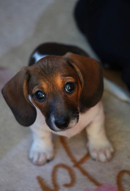 Dachshund Köpek Yaz Bahçesi