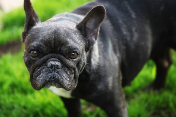 Czarny French Bulldog Ogród — Zdjęcie stockowe