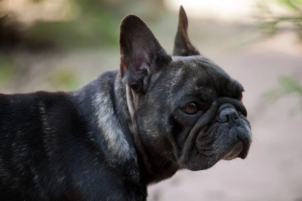 Czarny French Bulldog Ogród — Zdjęcie stockowe