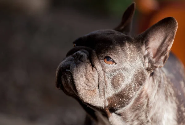 Czarny French Bulldog Ogród — Zdjęcie stockowe