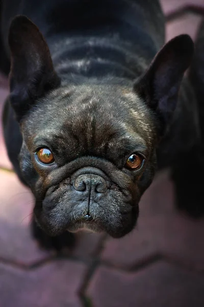 Czarny French Bulldog Ogród — Zdjęcie stockowe