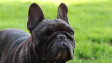 Siyah Fransız Bulldog Bahçe 