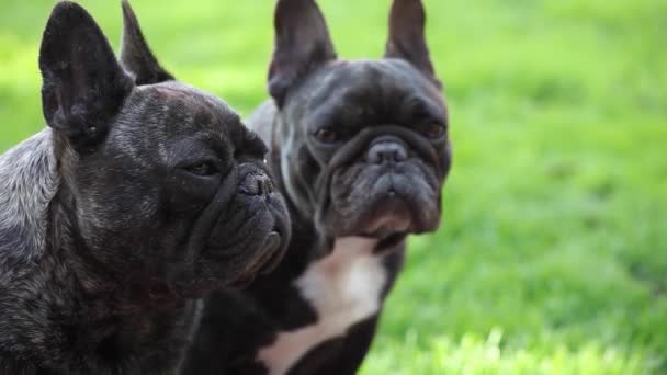 Svart Franska Bulldog Trädgård — Stockvideo