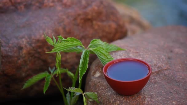 中国红茶花园 — 图库视频影像