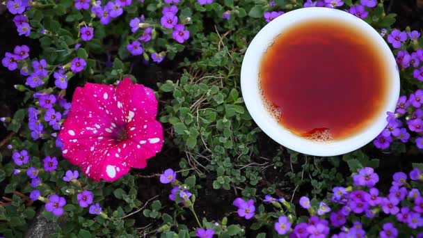 Czarna Chińska Herbata Ogród — Wideo stockowe