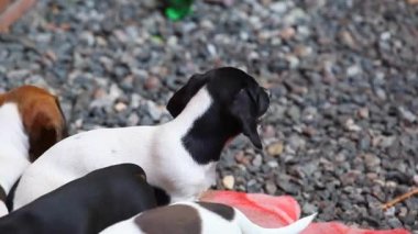 Dachshund Köpek Yaz Bahçesi