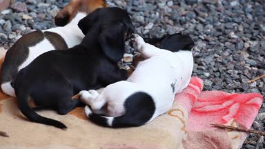Dachshund Köpek Yaz Bahçesi