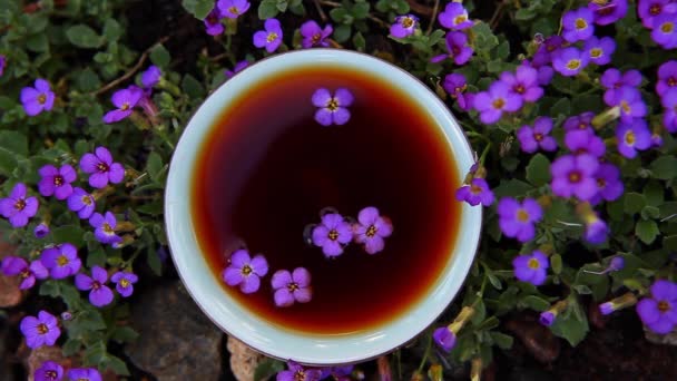 Black Chinese Tea Garden Flowers — Stock Video