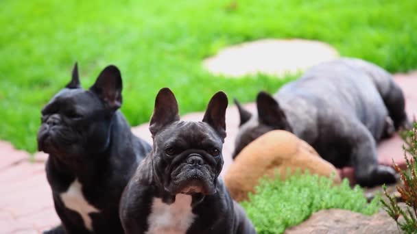 Zwarte Franse Bulldog Tuin — Stockvideo