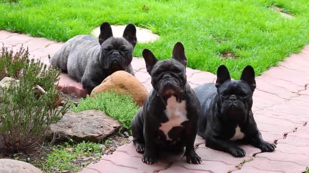 Jardín Bulldog Francés Negro — Vídeos de Stock